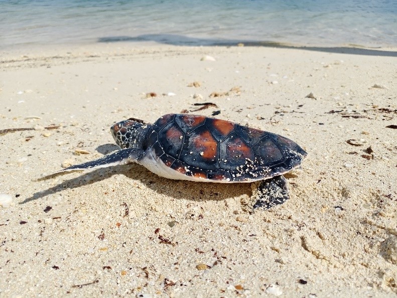 Pemantauan Populasi Penyu Hijau Alas Purwo
