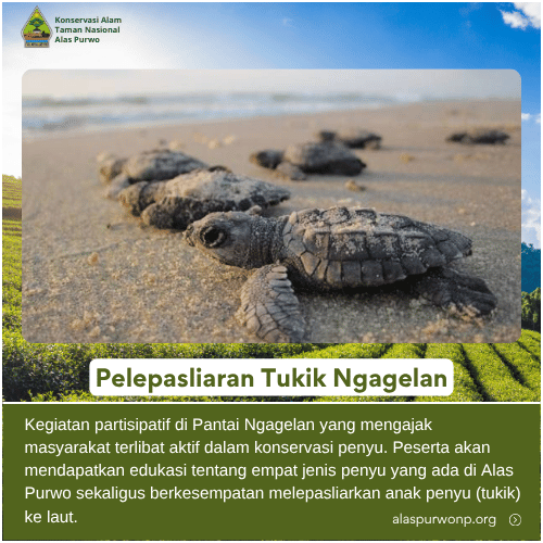 Pelepasliaran Tukik Ngagelan