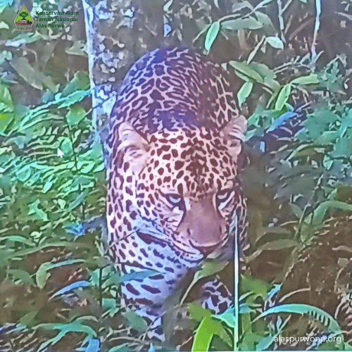 Penelitian dan Monitoring