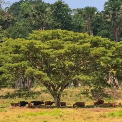 keseimbangan ekosistem alas purwo